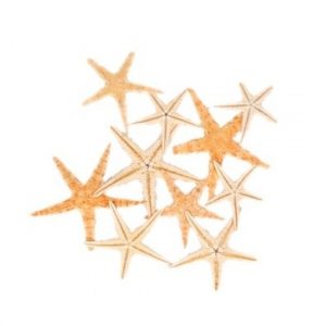 10x zeesterren decoratie