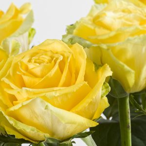 10 gele rozen - Good Times | Rozen online bestellen & versturen | Surprose.nl