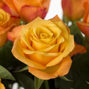 10 oranje rozen - Confidential | Rozen online bestellen & versturen | Surprose.nl