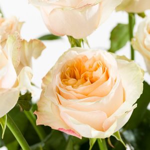 10 zalmkleurige rozen - Victorian (XXL) | Rozen online bestellen & versturen | Surprose.nl