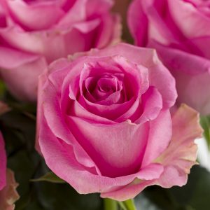 10 roze rozen - Candy Avalanche | Rozen online bestellen & versturen | Surprose.nl