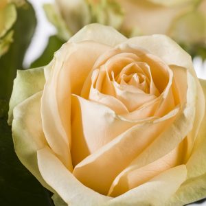 10 zalmkleurige rozen - Avalanche Peach | Rozen online bestellen & versturen | Surprose.nl
