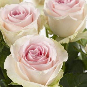 10 zachtroze rozen - Sweet Revival | Rozen online bestellen & versturen | Surprose.nl