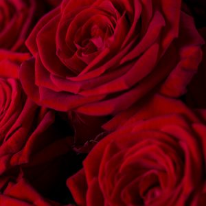 100 rode rozen - Red Naomi | Rozen online bestellen & versturen | Surprose.nl
