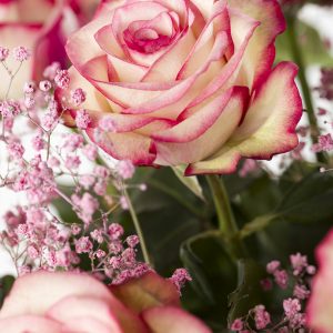 15 wit-roze rozen met gipskruid | Rozen online bestellen & versturen | Surprose.nl