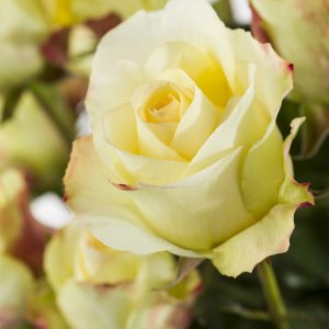20 crème rozen uit Ecuador | Rozen online bestellen & versturen | Surprose.nl