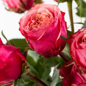 20 roze rozen uit Ecuador | Rozen online bestellen & versturen | Surprose.nl