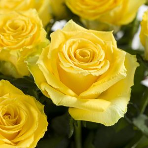 20 gele rozen - Good Times | Rozen online bestellen & versturen | Surprose.nl