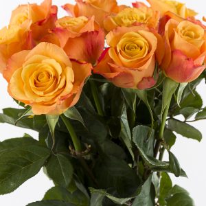 20 oranje rozen - Confidential | Rozen online bestellen & versturen | Surprose.nl
