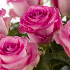 20 roze rozen - Candy Avalanche | Rozen online bestellen & versturen | Surprose.nl