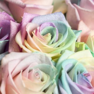 20 regenboog rozen pastel | Rozen online bestellen & versturen | Surprose.nl