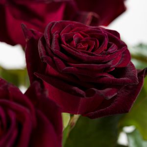 20 dieprode rozen - Black Baccara | Rozen online bestellen & versturen | Surprose.nl