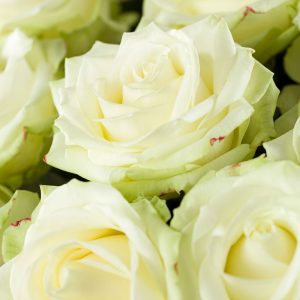 20 witte rozen - Avalanche | Rozen online bestellen & versturen | Surprose.nl