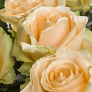 20 zalmkleurige rozen - Avalanche Peach | Rozen online bestellen & versturen | Surprose.nl