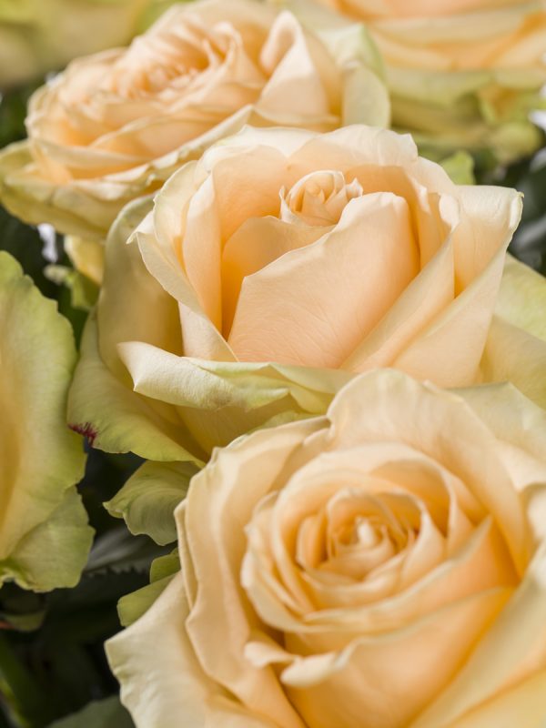 20 zalmkleurige rozen - Avalanche Peach | Rozen online bestellen & versturen | Surprose.nl