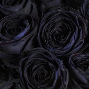 20 zwarte rozen | Rozen online bestellen & versturen | Surprose.nl