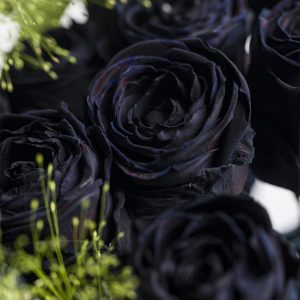 20 zwarte rozen met panicum | Rozen online bestellen & versturen | Surprose.nl