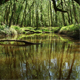 Boottocht Biesbosch