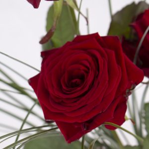 Drie rode rozen inclusief glasvaas en Lindt Pralines | Rozen online bestellen & versturen | Surprose.nl