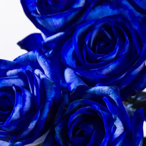 30 blauwe rozen | Rozen online bestellen & versturen | Surprose.nl