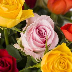 30 kleurrijke rozen | Rozen online bestellen & versturen | Surprose.nl