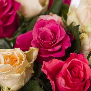 30 Tacazzi rozen mix | Rozen online bestellen & versturen | Surprose.nl