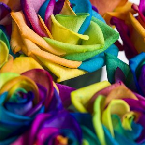 30 regenboog rozen | Rozen online bestellen & versturen | Surprose.nl