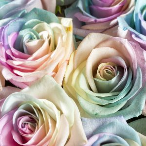 30 regenboog rozen pastel | Rozen online bestellen & versturen | Surprose.nl