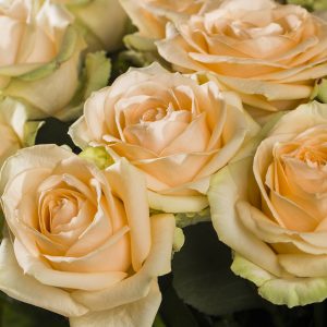 30 zalmkleurige rozen - Avalanche Peach | Rozen online bestellen & versturen | Surprose.nl