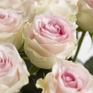 30 zachtroze rozen - Sweet Revival | Rozen online bestellen & versturen | Surprose.nl