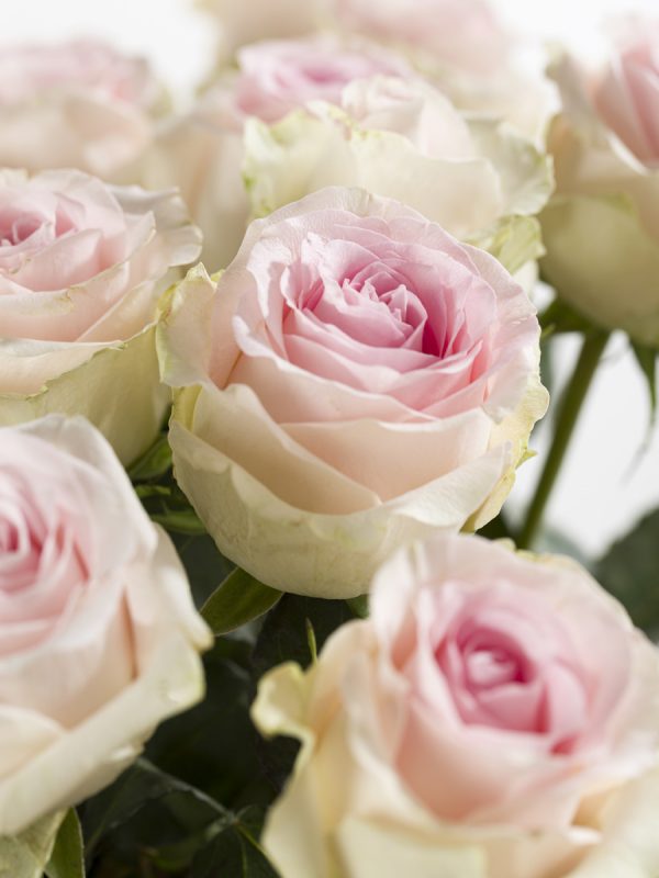 30 zachtroze rozen - Sweet Revival | Rozen online bestellen & versturen | Surprose.nl