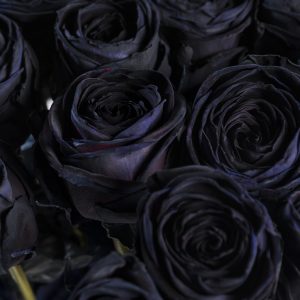 30 zwarte rozen | Rozen online bestellen & versturen | Surprose.nl