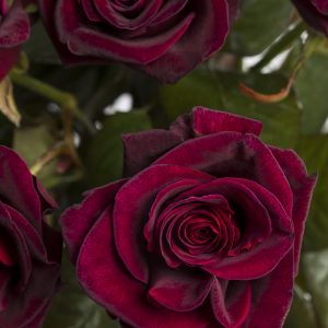 30 dieprode rozen - Black Baccara | Rozen online bestellen & versturen | Surprose.nl