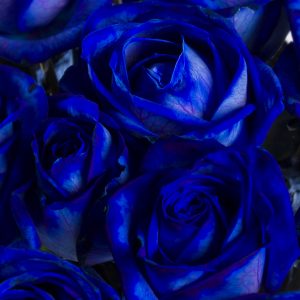 50 blauwe rozen | Rozen online bestellen & versturen | Surprose.nl