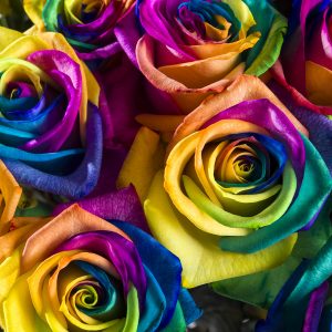 50 regenboog rozen | Rozen online bestellen & versturen | Surprose.nl