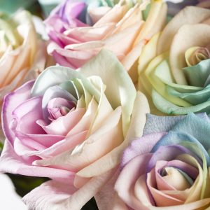 50 regenboog rozen pastel | Rozen online bestellen & versturen | Surprose.nl