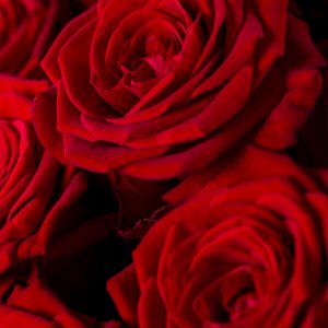50 rode rozen - Red Naomi | Rozen online bestellen & versturen | Surprose.nl