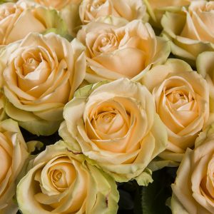 50 zalmkleurige rozen - Avalanche Peach | Rozen online bestellen & versturen | Surprose.nl