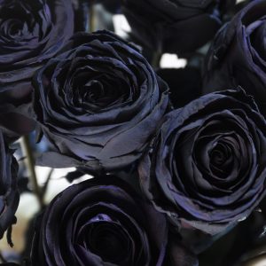 50 zwarte rozen | Rozen online bestellen & versturen | Surprose.nl