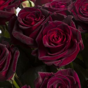 50 dieprode rozen - Black Baccara | Rozen online bestellen & versturen | Surprose.nl
