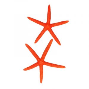 Oranje zeesterren decoratie