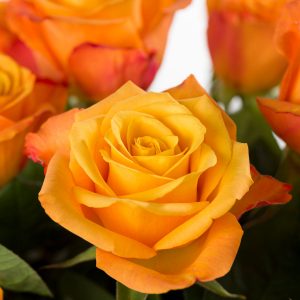 30 oranje rozen - Confidential | Rozen online bestellen & versturen | Surprose.nl