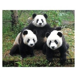 3D koelkast magneetje panda familie