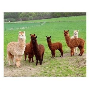 3D magneetje met alpacas