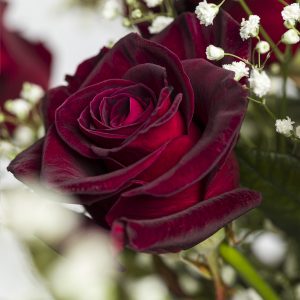 20 dieprode rozen met gipskruid - Black Baccara | Rozen online bestellen & versturen | Surprose.nl