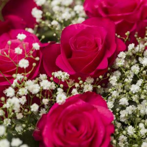 Roze Tacazzi rozen met gipskruid | Rozen online bestellen & versturen | Surprose.nl