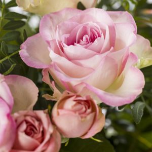 Mix boeket roze rozen | Rozen online bestellen & versturen | Surprose.nl