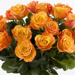 Oranje rozen - Kies je aantal | Rozen online bestellen & versturen | Surprose.nl