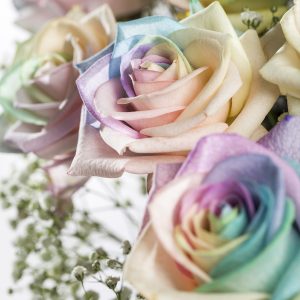 Regenboog rozen pastel met gipskruid | Rozen online bestellen & versturen | Surprose.nl