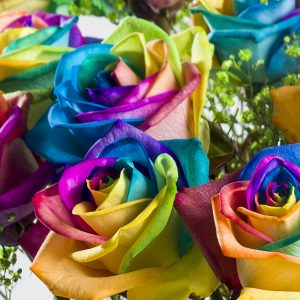 Regenboog rozen met groen gipskruid | Rozen online bestellen & versturen | Surprose.nl